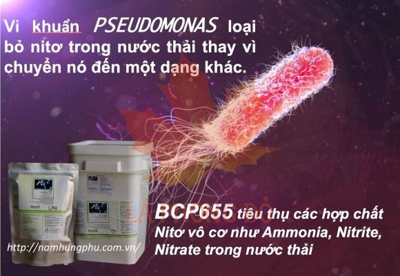 MỘT SỐ THÔNG TIN VỀ VI KHUẨN PSEUDOMONAS