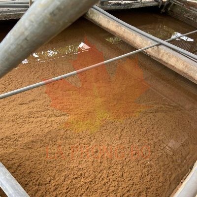 NT thực pham dau mo