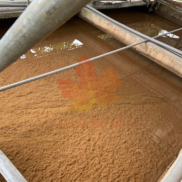 NT thực pham dau mo