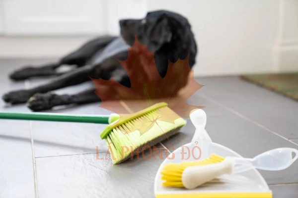 12-cach-khu-mui-hoi-cho-meo